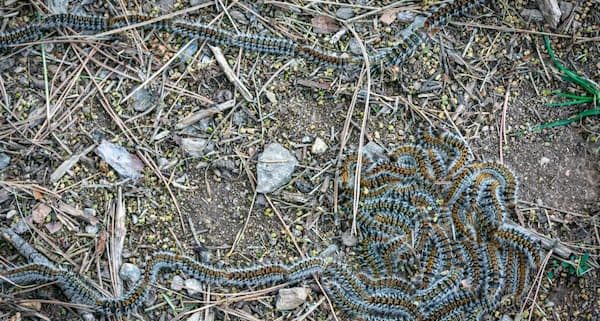 Plaga orugas