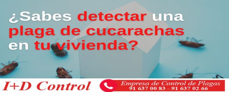 detectar plaga cucarachas en viviendas