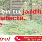 Plagas en tu jardín: evita, detecta, protege