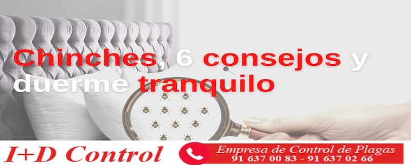 Consejos plagas chinches