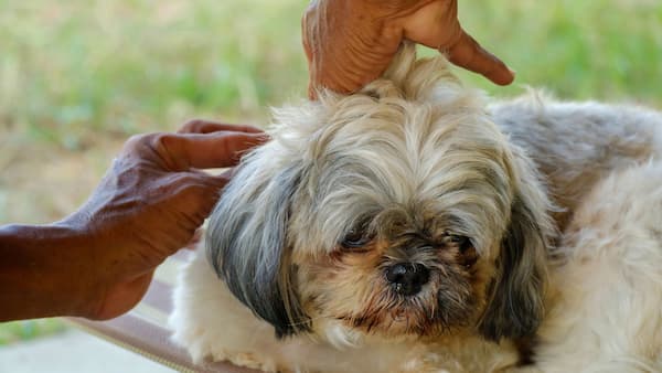 Revisión de pulgas en un perro