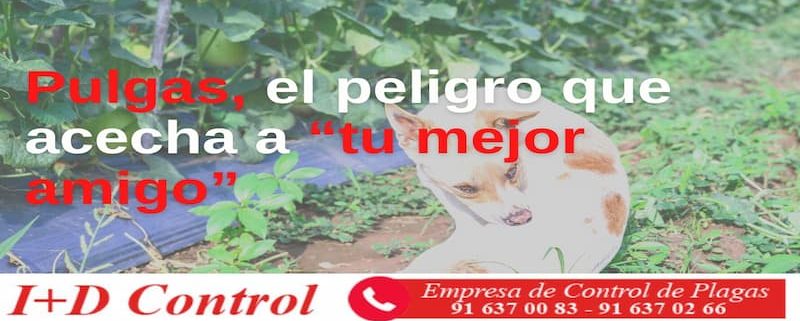 Síntomas de pulgas en tu mascota