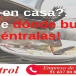 ¿Ratas en casa?. Aprende dónde buscar y ¡encuéntralas!