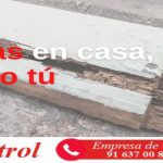 Termitas en casa, o ellas o tú