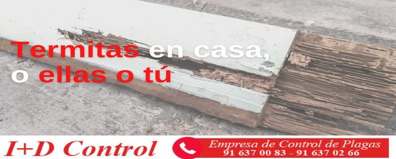 Termitas en casa