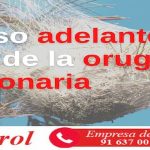 Peligroso adelanto de la llegada de la oruga procesionaria
