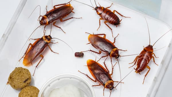 plaga de cucarachas