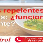 Plantas repelentes de insectos: ¿funcionan realmente?