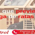 5 pasos que previenen una plaga de ratas en tu edificio