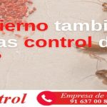 ¿En invierno también necesitas control de plagas?