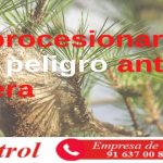 Oruga procesionaria del pino: el peligro antes de la primavera